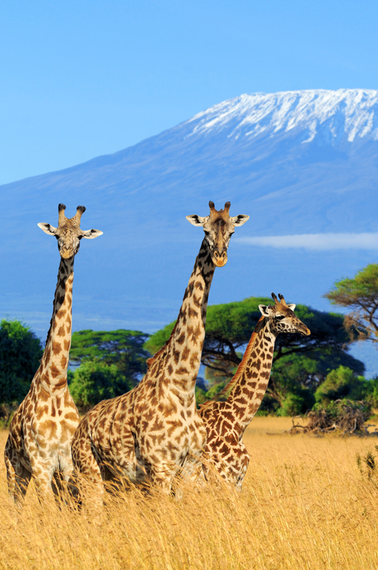 Giraffe Centre