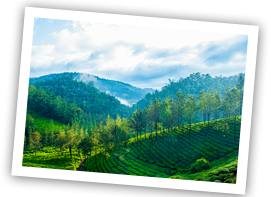 munnar-thekkady