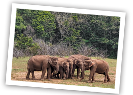 sanctuary thekkady xs