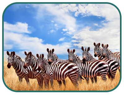onword masi mara