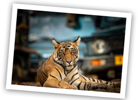 Ranthambore tiger xs