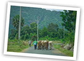 tigerisland longxuyen sm