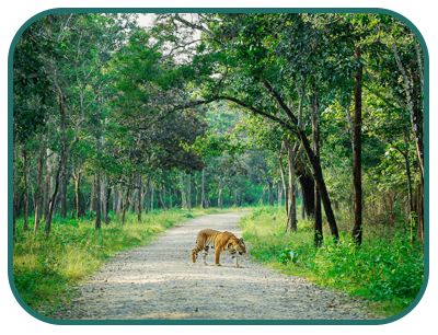 nagarhole_national-park