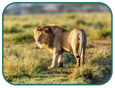 ngorongoro