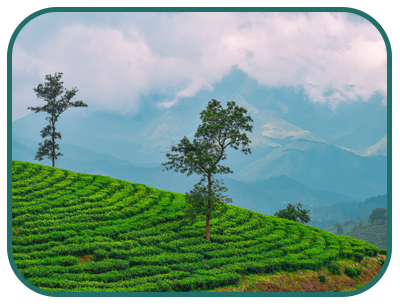 wayanad-wd