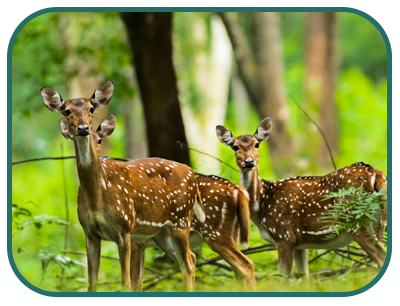 mudumalai-national-park